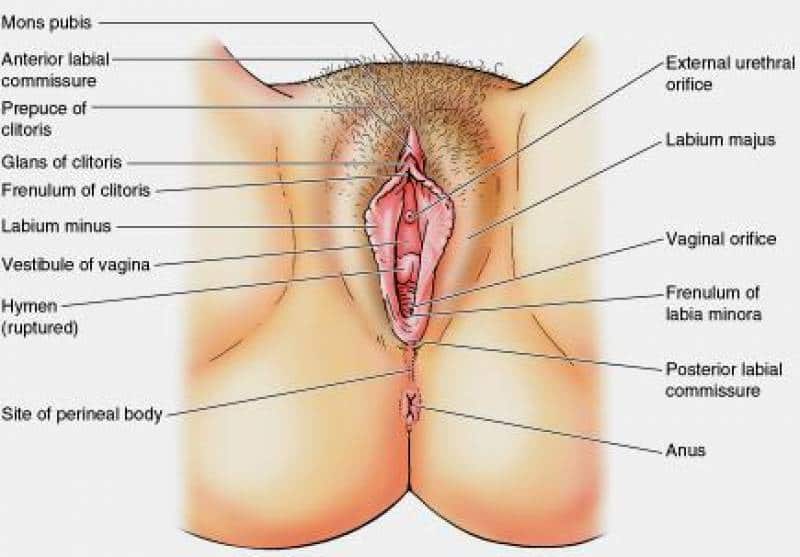 Vulva pustule treatment