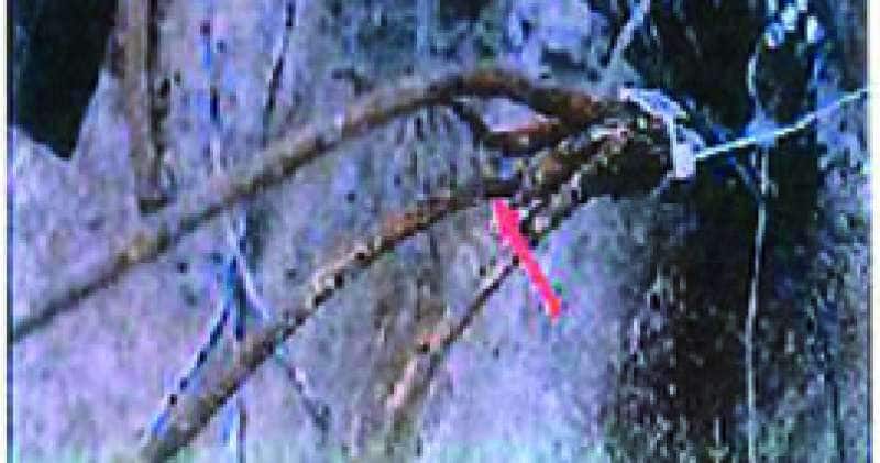 La freccia indica il punto di massima corrosione di uno dei cavi, che pero' non ha ceduto – reperto ponte morandi di genova