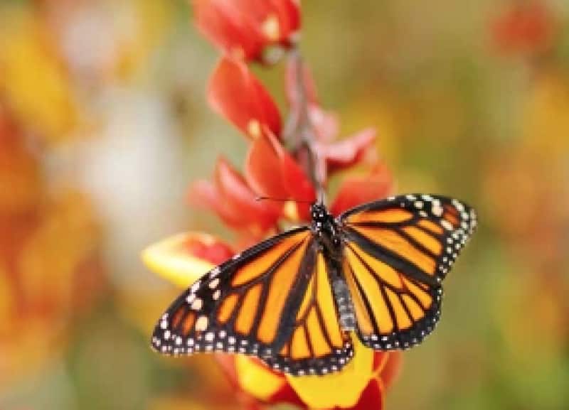 https://cdn-static.dagospia.com/img/foto/01-2020/farfalle-monarca-1272718.png