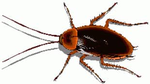 scarafaggio-immagine-animata-0010
