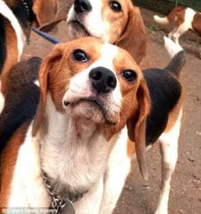146 beagles in india 3