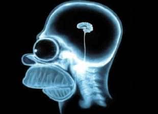 cervello homer simpson