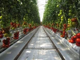sundrop farms australia coltura idroponica
