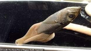 verme nemertino mangia un pesce nell'acquario di nagoya in giappone