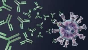 coronavirus anticorpi