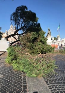 pino piazza venezia