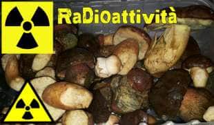 funghi radioattivi650x