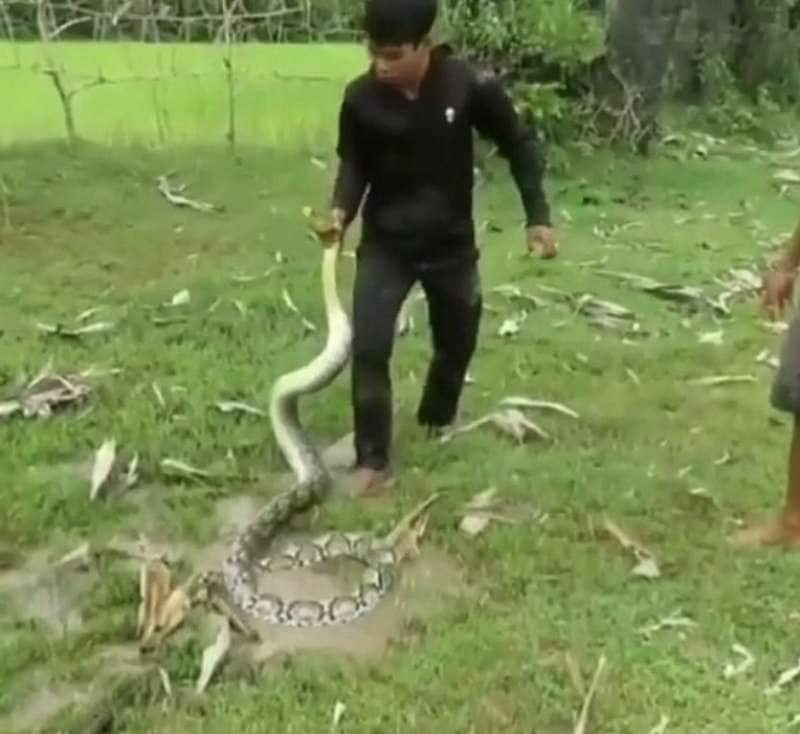 il migliore amico del cane È l'uomo – video: bimbi salvano un cagnolino da un cobra - Dagospia