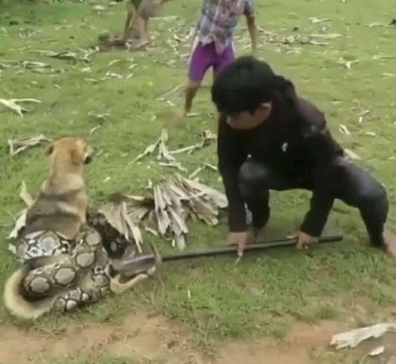 il migliore amico del cane È l'uomo – video: bimbi salvano un cagnolino da un cobra - Dagospia