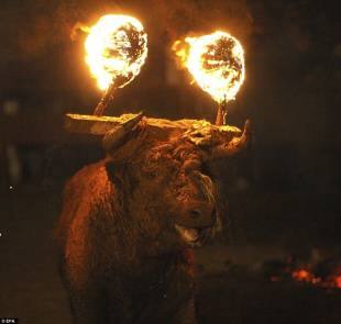 toro de jubilo – il festival antico di 400 anni in cui gli spagnoli  bruciano le corna del toro - Cronache