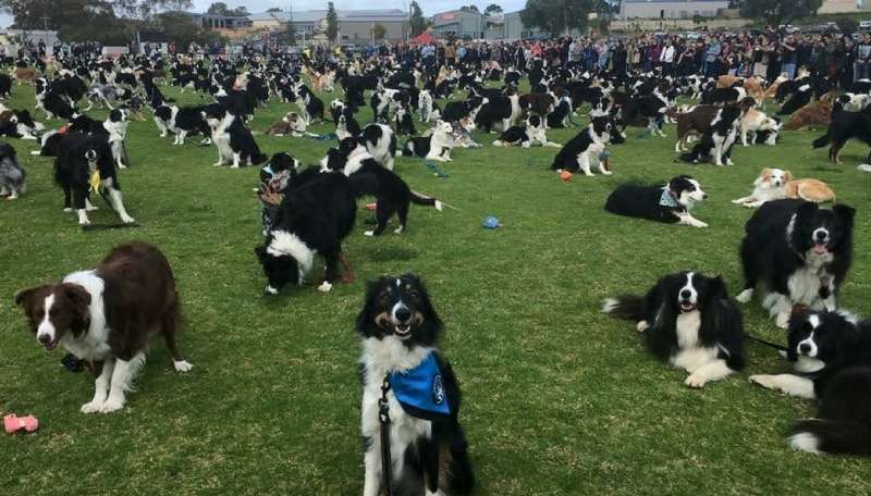 Cani, arriva il talent per trovare il più intelligente del mondo