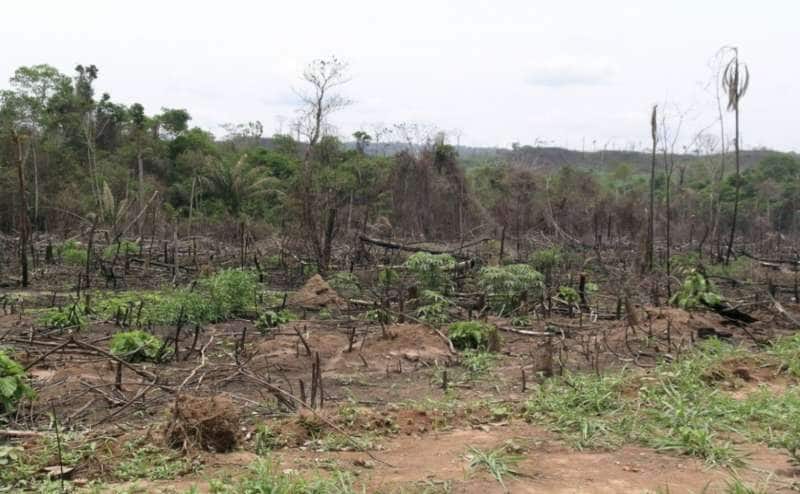 deforestazione amazzonia 2