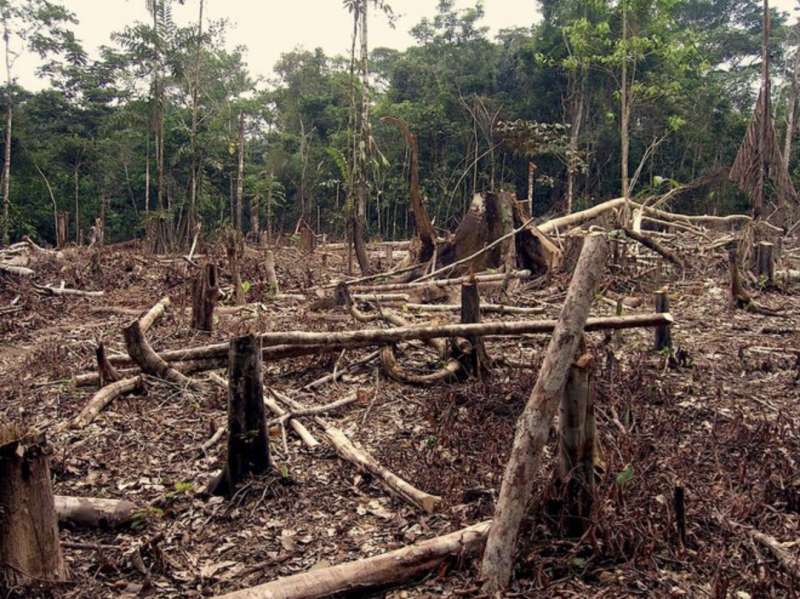 deforestazione amazzonia 5
