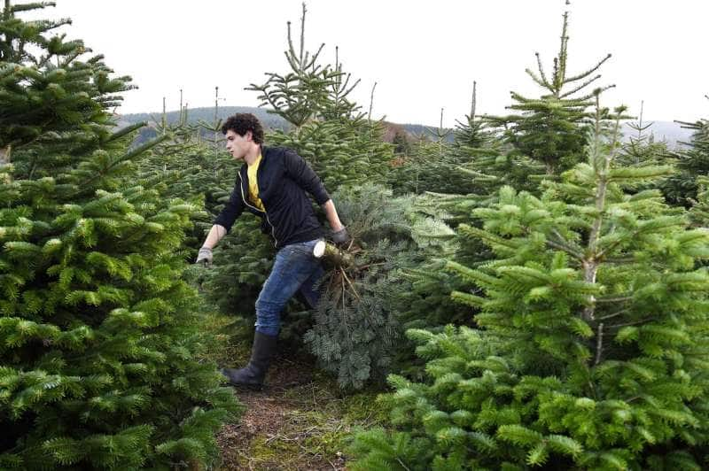 Albero Di Natale Vero Come Farlo Sopravvivere.Il Natale Come Lo Fai Sbagli L Albero Di Plastica Per Non Tagliare Quei Poveri Abeti Ma Siete M Politica