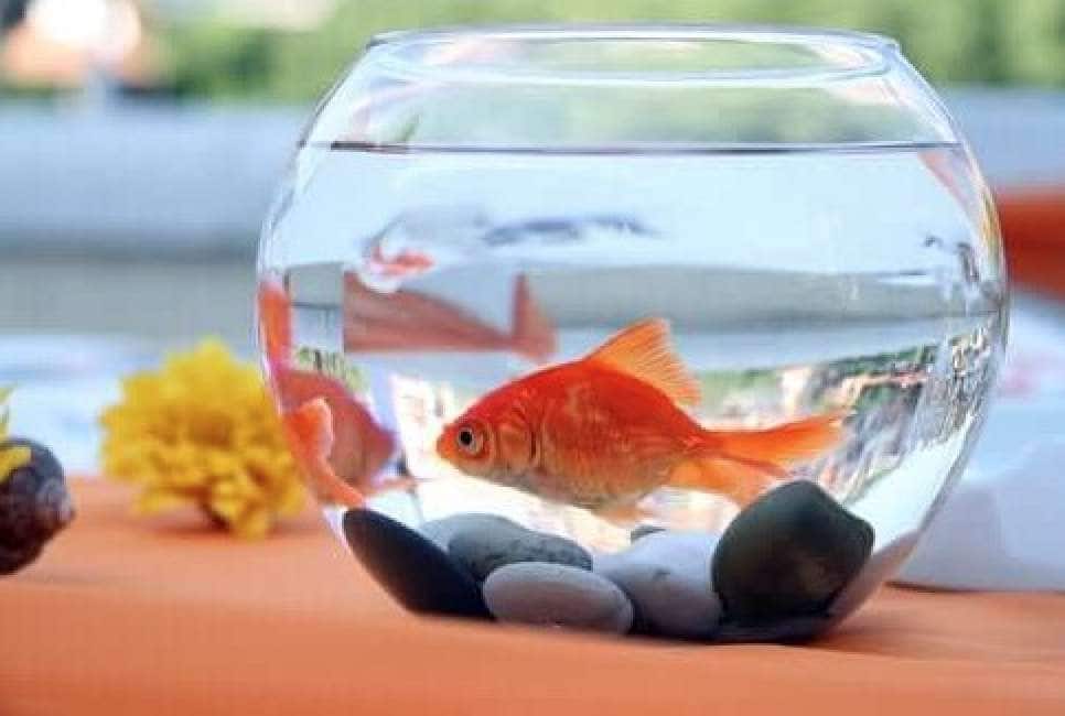 fermi tutti: a treviso non si possono più tenere i pesci rossi in bocce di  vetro. il consiglio - Cronache