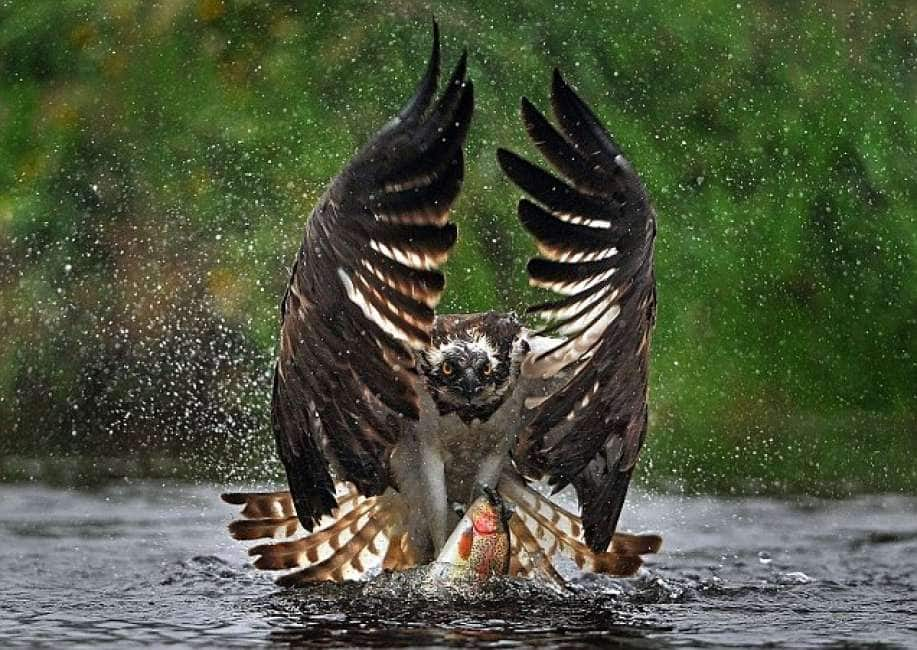 Thiene. Debutta il falco 'scaccia-piccione'. Non li uccide. Video e  fotogallery - AltoVicentinOnline