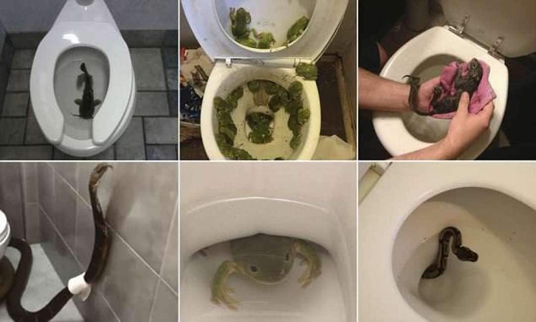 Animale-sede di stampa sulla toilette in bagno piccolo con