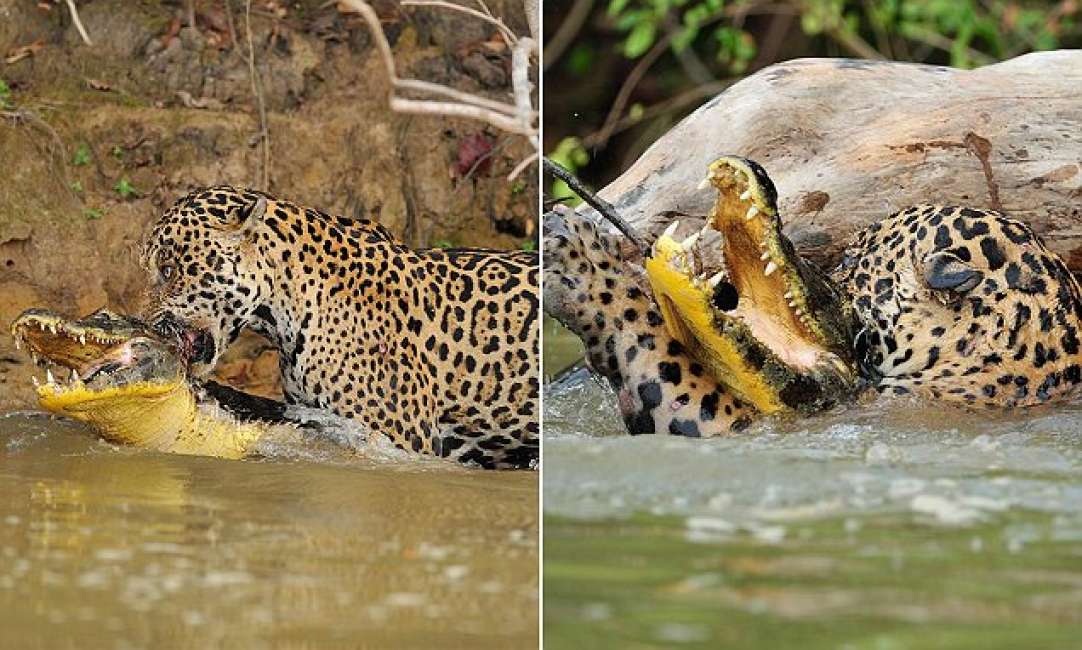 in un fiume brasiliano un giaguaro attacca un coccodrillo: chi avrà la  meglio? - Cronache