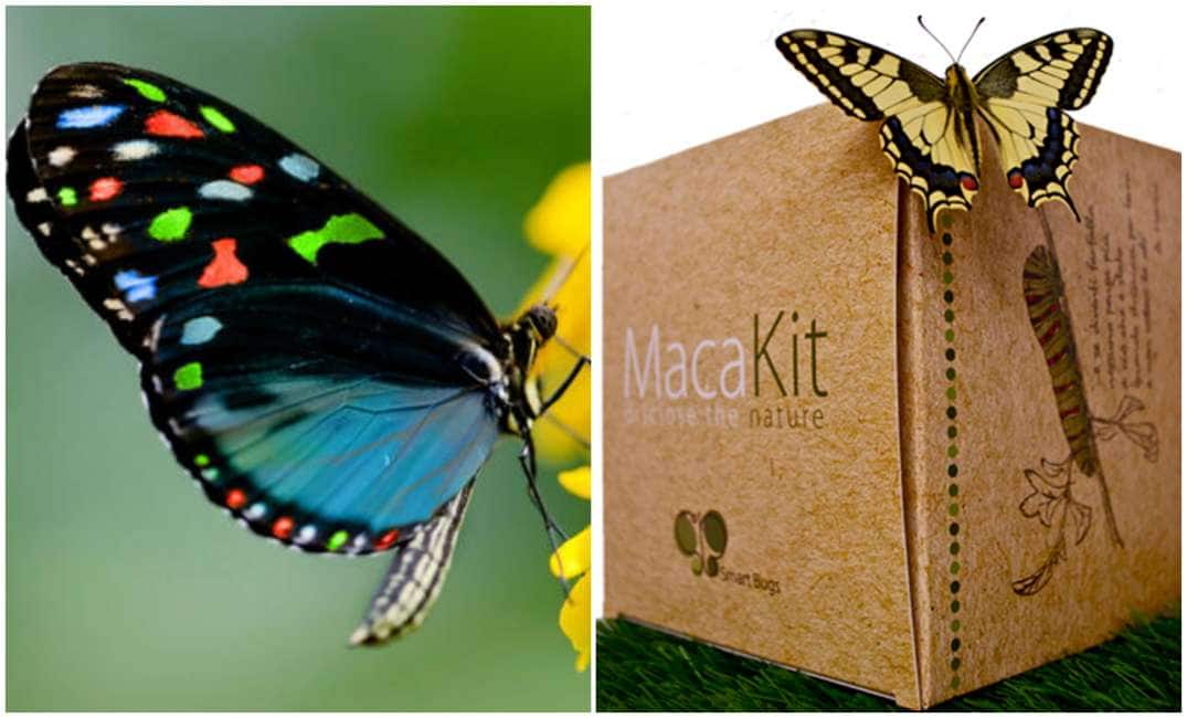 allevare in casa farfalle: oggi ci sono i kit (le smart bugs) che