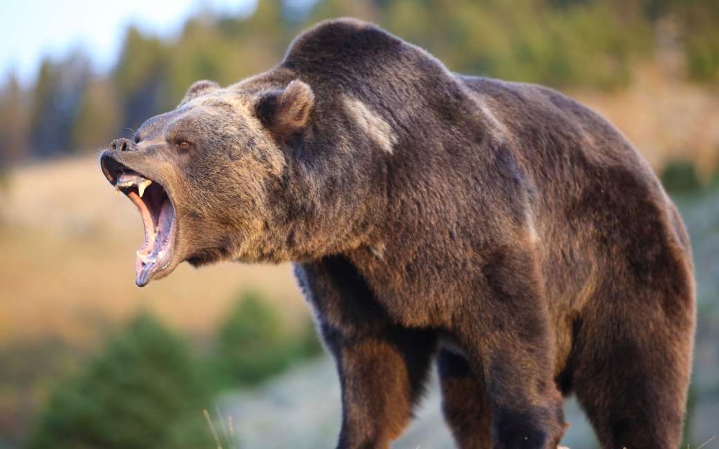 Ci si può difendere dall'aggressione di un orso? 