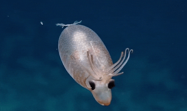 Animali Strani E Dove Trovarli Un Calamaro A Forma Di Maialino E Stato Avvistato Nel Pacifico Cronache