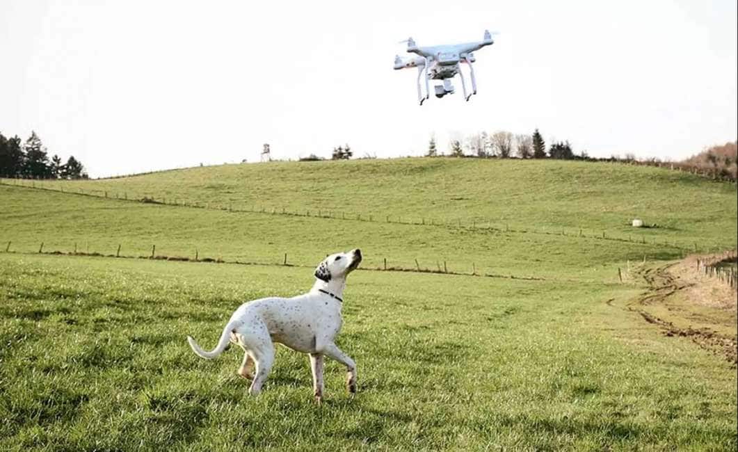 boris sgancia i droni per catturare i ladri di cani – nel 2020, 2,355 cani sono stati rapiti nel... - Cronache