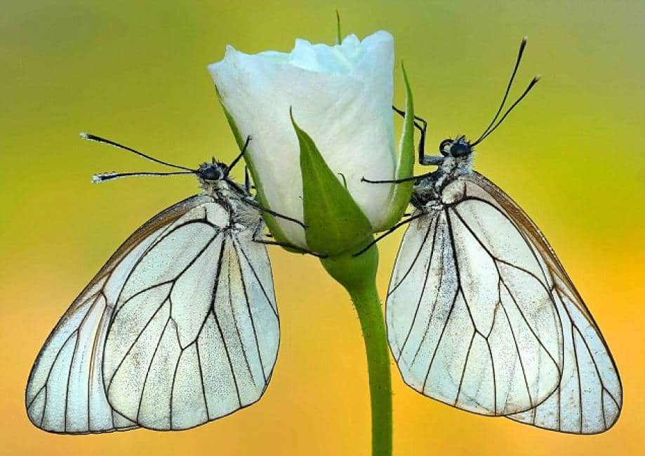 le farfalle sono gli insetti piÙ belli e affascinanti che esistono sul  pianeta. - Dagospia