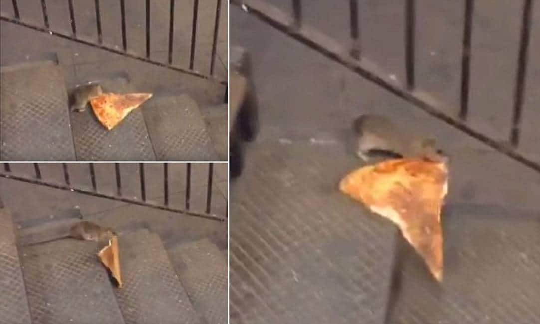 Украл пиццу. Крыса с пиццей.