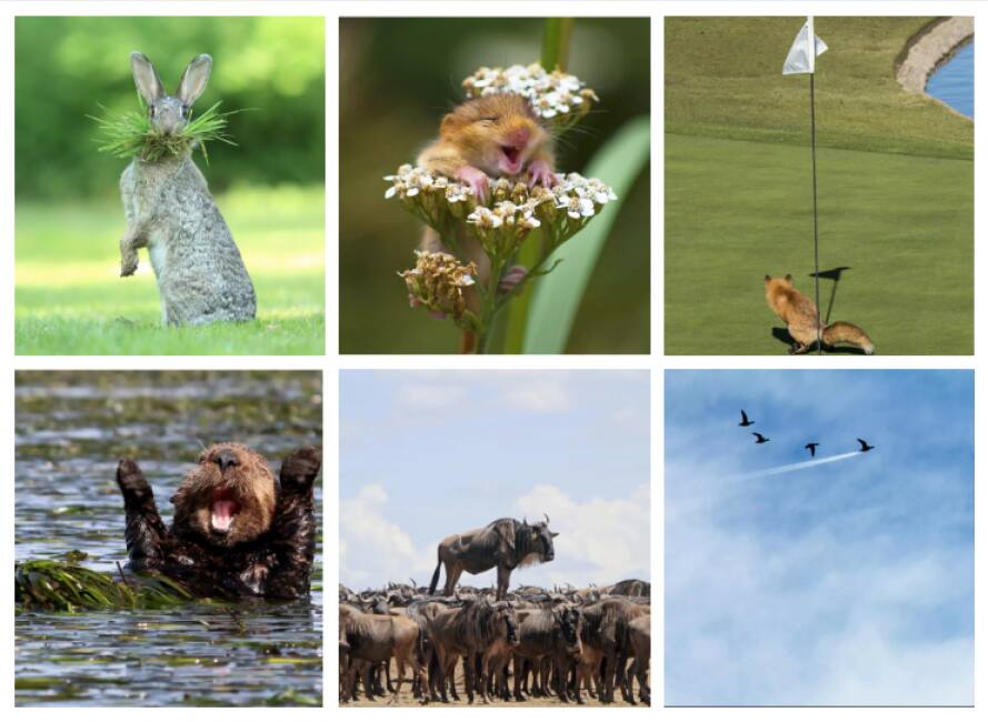 Il Premio Fotografico 17 Per La Comicita In Natura Sono I 17 Wildlife Photography Awards Dagospia