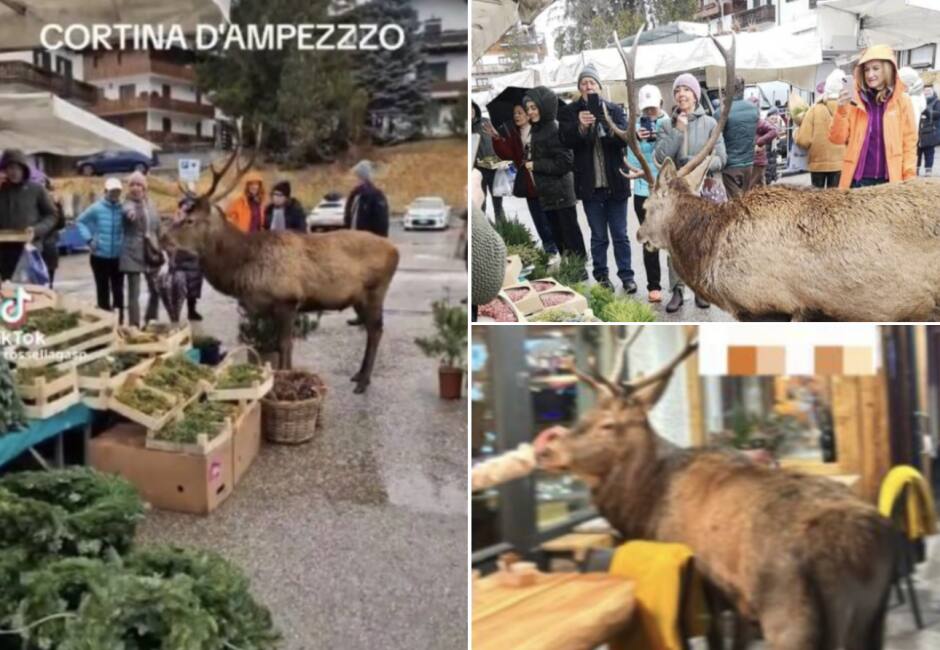 Marina Massironi e quella volta che a Giacomo finì una spada in testa: «Si è  sentito lo Sdong» - Open